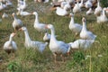 Herd of white domestic geese