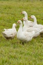 Herd of white domestic geese