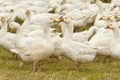 Herd of white domestic geese