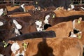 Herd of cows and yearling calves in a pen