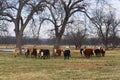 Herd of white faced cows walking forward in a in a horizontal line in pasture under big trees with pond in background