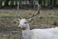 Herd of white fallow deer Dama dama Royalty Free Stock Photo