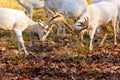 Herd of white fallow deer in nature at sunset Royalty Free Stock Photo