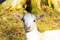 Herd of white fallow deer in nature at sunset