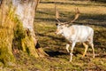 Herd of white fallow deer in nature at sunset Royalty Free Stock Photo