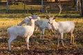 Herd of white fallow deer in nature at sunset Royalty Free Stock Photo
