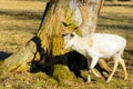 Herd of white fallow deer in nature at sunset Royalty Free Stock Photo