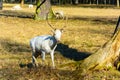 Herd of white fallow deer in nature at sunset Royalty Free Stock Photo