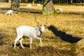 Herd of white fallow deer in nature at sunset Royalty Free Stock Photo