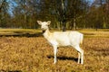 Herd of white fallow deer in nature at sunset Royalty Free Stock Photo