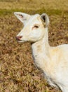 Herd of white fallow deer in nature at sunset Royalty Free Stock Photo