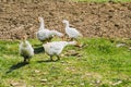 Herd of white geese grazing in a meadow.