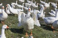 Herd of white geese grazing near a pond.