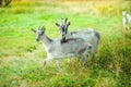 A herd of white goats graze on nature, farm Royalty Free Stock Photo