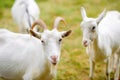 A herd of white goats graze on nature, farm Royalty Free Stock Photo