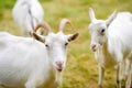 A herd of white goats graze on nature, farm Royalty Free Stock Photo