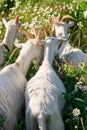 Herd of white goats grazes on a forest edge on a suny day