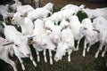Herd of white goats outside farm in holland Royalty Free Stock Photo