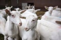 Herd of white goats outside farm in holland Royalty Free Stock Photo
