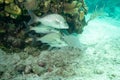 Herd of White grunt taxon fish near the bottom of the sea underwater