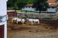 A herd of white horses is eaten from the feeding trough Royalty Free Stock Photo