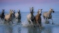 Herd of white horses galloping on water at the coast of Camargue in France at dusk