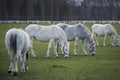 Herd of white horses grazing in pasture land Royalty Free Stock Photo