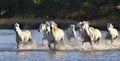 Herd of White Horses Running and splashing through water Royalty Free Stock Photo