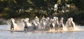 Herd of White Horses Running and splashing through water Royalty Free Stock Photo
