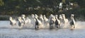 Herd Of White Horses Running And Splashing Through Water