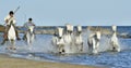 Herd of White Horses Running and splashing through water