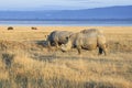 Herd of White Rhinos Royalty Free Stock Photo