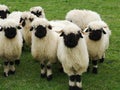 A herd of white sheep with a black beak, nose and ears. Walliser schwarznase. Black nose sheep. Royalty Free Stock Photo