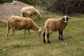 A herd of white sheep grazes on a fenced pasture Royalty Free Stock Photo