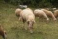 A herd of white sheep grazes on a fenced pasture