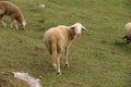 A herd of white sheep grazes on a fenced pasture Royalty Free Stock Photo