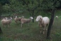 A herd of white sheep grazes on a fenced pasture Royalty Free Stock Photo