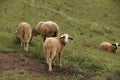 A herd of white sheep grazes on a fenced pasture Royalty Free Stock Photo