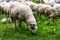 Herd of white sheep grazing on green pasture in Rarau Mountains, Romania Royalty Free Stock Photo