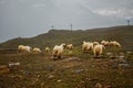 Herd of white sheep. Cattle on meadow in Swiss mountains, Zermatt. Farming landscape with muttons. Royalty Free Stock Photo