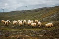 Herd of white sheep. Cattle on meadow in Swiss mountains, Zermatt. Farming landscape with muttons. Royalty Free Stock Photo