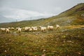 Herd of white sheep. Cattle on meadow in Swiss mountains, Zermatt. Farming landscape with muttons. Royalty Free Stock Photo