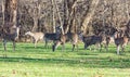 Herd of White-Tailed Deer grazing in a wooded clearing in North America