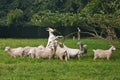 Herd of white woolly goats