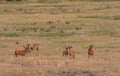 Whitetail Deer Bucks in Velvet in Summer Royalty Free Stock Photo