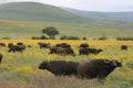 Herd of wild African buffalo Syncerus caffer grazing inside Ngorongoro Crater, Tanzania