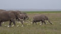 Big Herd Of Wild Elephants With Baby Eating Grass In Plain Of African Savannah