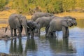 Herd of wild African elephants drinking water on the lake Royalty Free Stock Photo