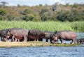 Herd of wild African hippos is resting on river island