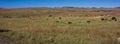 Wild Buffalo on the Grasslands of Custer State Park